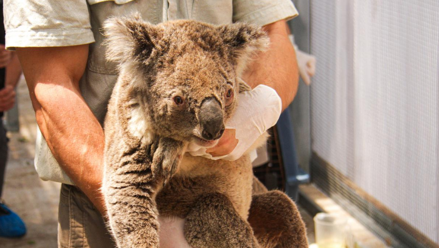 3 Alasan Koala Terancam Punah Dalam 30 Tahun kedepan